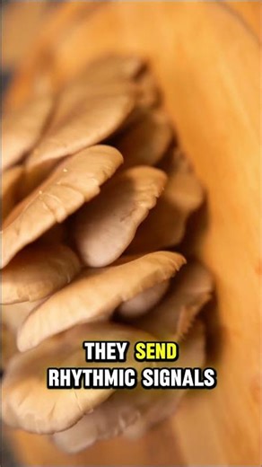 Mushrooms Talk