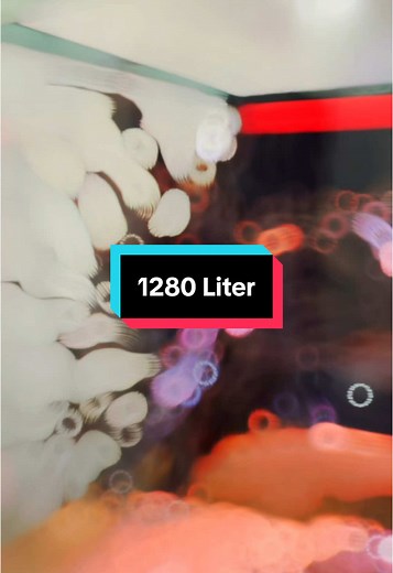 Project megatank 200x80x80cm 😱 . . . . . w/ famhardscape 🫳🏻🪵 Owner 😎 @F⚔️ Sukodono, Sidoarjo #aquascapeindonesia #discusfishtiktok #ikandiscus #ikanhias #discusfishtank #aquarium #hardscape #aquascape #ikan #discus #mayin #mayininternational