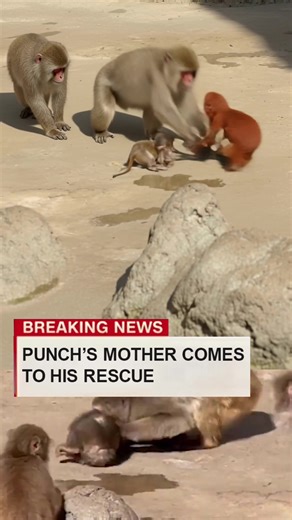 Stay Strong, Punch: A Heartfelt Moment