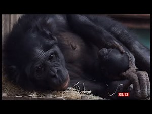 Endangered bonobo born at Twycross Zoo branded 'extraordinary moment' & report (UK) 18/Sep/2025