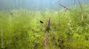 Great diving beetle (Dytiscus marginalis) larva hunting for tadpoles in clear water pond. Estonia.