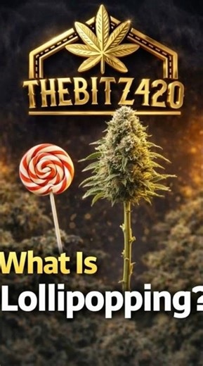 Why Growers Use Lollipopping ⚠️