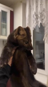 1.8M views · 41K reactions | “Cute sable.”#foryou #fyp #viral #cute #animals #tiktok #sable | whitecatt03 | Facebook