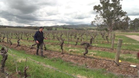 Late frosts cause mass crop damage to South Australian farms