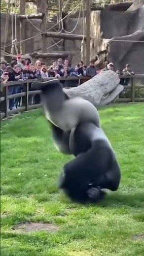 You Won't Believe This Gorilla's Moves!