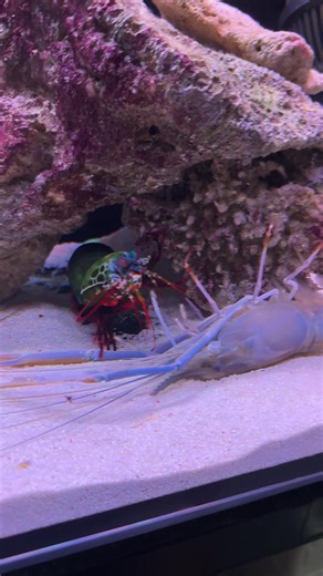 Giant Mantis Shrimp VS Saltwater Blue Lobster