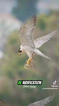 L'oiseau le plus rapide du monde ! ⚡️ Voici le Faucon Pèlerin 🦅 #Faucon #animaux #oiseaux #rapace