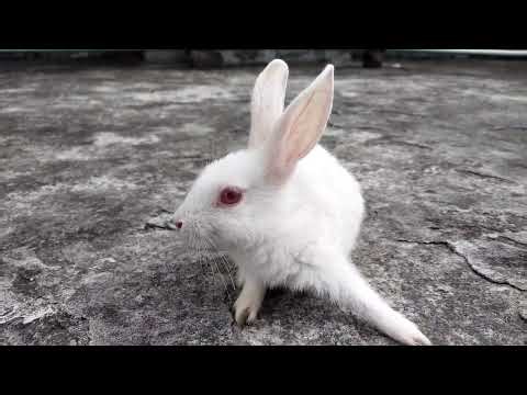 Adorable Rabbit Enjoying the Outdoors – Calm, Cute & Natural Moments 🐰