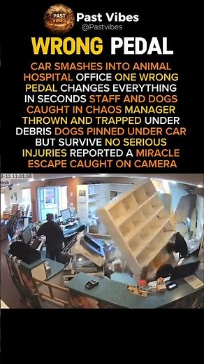 Car crashes 😱 into animal clinic—staff and dogs survive shocking moment caught on camera