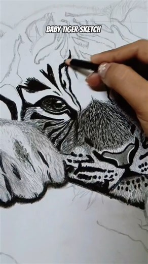 baby tiger charcoal sketch 🖤#tiger #viralreels #workingartist #ternding #viralvideo #youtubeshorts
