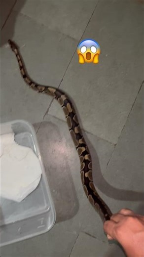 Royal ball #python #snake