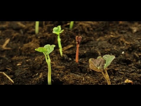 Hero Garden Factory Neemrana