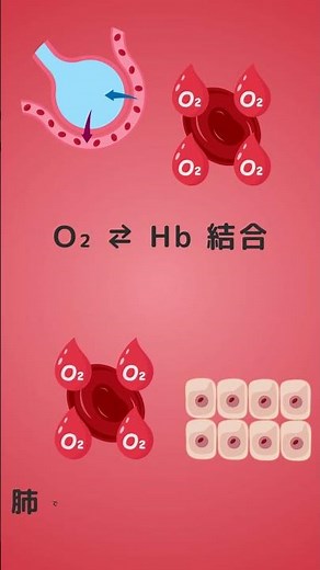 【解剖生理】酸素はどう運ばれる？ヘモグロビンの働きを30秒で解説！#看護学生 #看護師国試対策 #解剖生理 #酸素運搬 #ヘモグロビン ＃看護学生の勉強部屋