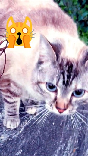 Chat du soir ! 😻🙀 #cat #kitten