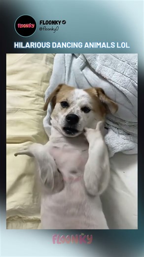 🐾🤣 Hilarious Animals Dancing Like Pros | Funny Animal Dance Compilation 2025 #dancinganimals