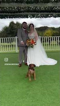 Paw-sitively Perfect: Dog-Friendly Wedding Ideas