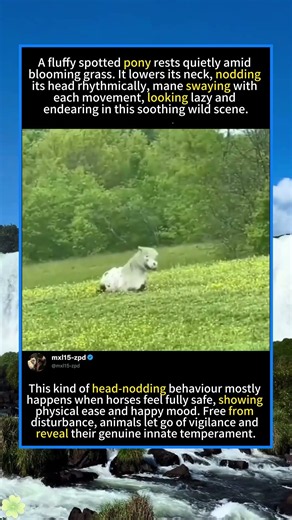 Fluffy Spotted Pony Nodding Head Peacefully In Wild Meadow#foryou #fyp #animals #funny
