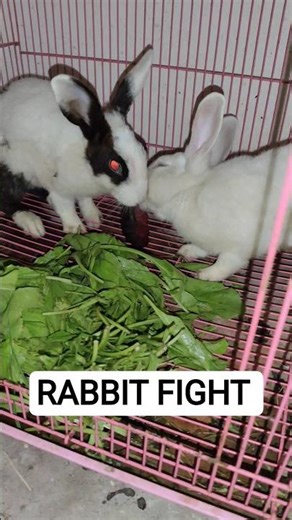 "2 Rabbits Fighting 😱 Real Fight Caught on Camera!"#RabbitFight #AnimalShorts #RabbitShorts#short