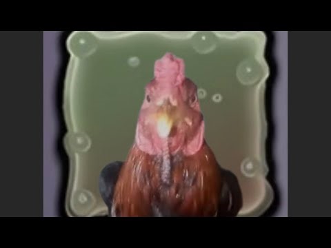 Chicken Beatbox REMIX & MSM!! 💀 (Fanmade remix)