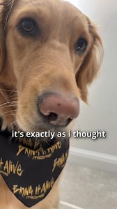 3.3K views · 12 reactions | Daisy, our Head of Sniff-curity, is on the case, and yes, Midas Support passes with flying colours (and a very enthusiastic tail wag)️ Whether it's tech help or tour talk, our support team always smells like top-tier service 朗 #MidasConsoles #MidasSupport #mCloudSupport #SniffTest #HeadOfSniffcurity #DogApproved #ProAudio #AudioGear #StudioDogs #LiveSound #SoundEngineer #FOHEngineer #AudioTech #MixingConsole #LiveMixing | Midas | Facebook