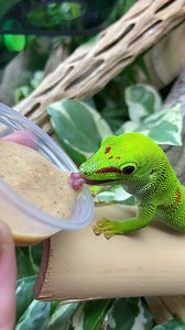 28K views · 236 reactions | A little morning cuteness to share with you all. This is a giant day gecko, Phelsuma grandis is a diurnal arboreal species of day gecko. Our curator of Fauna, Audrey, actually brought in this beautiful captive bred girl for us. She is a truly a beautiful girl, and she is so active inside of her #BioActive enclosure here at The Bio Dude Inc. Thanks for watching - The Dude Abides #Pangea #BioActive #phelsuma | The Bio Dude | Facebook