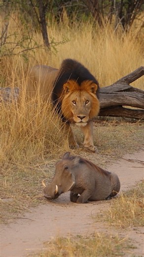 The Warthog Had an Exit the Lion Couldn’t Use 😳 #lion #wildlife