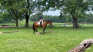 A handsome War Horse, CLASSY CLASS is all class! If you’re looking for an easy-going, kind buddy for trails or hacking out, Classy Class may be the right guy for you! 🌹 Location, Adoption Fee, Photos & More: horseadoption.com/horse_detail/1062 🌹 2012 Thoroughbred Gelding 🌹 16.1 h ➡️ Leading and Ground Manners - Level 1 - 2 - Classy reminds us of an old, been-there, done-that type lesson horse when leading around the barn. He can be led easily with a regular lead rope and halter! ➡️ Grooming a