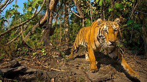 BBC One - Lost Land of the Tiger