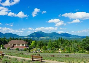 蒜山ハーブガーデン ハービル｜約1万株の西日本最大級のラベンダー畑【真庭市】