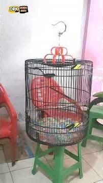 SEBELUM MABUNG KITA SIKS4 DULU MURAI BATU KERAK BUMI INI