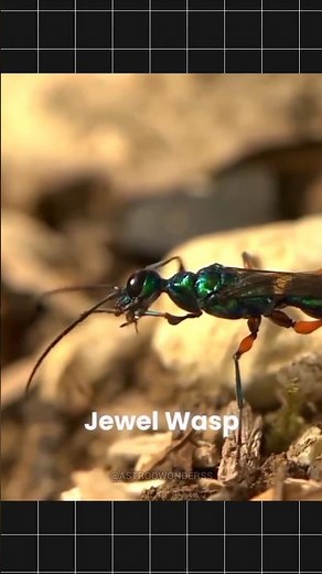 Emerald cockroach wasp: Jewel wasp #science #sciencefacts