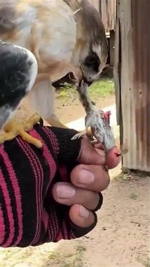 hawk sounds to scare birds🐶🐱 #shorts #hawk #birds #eagle #animals #wildlife