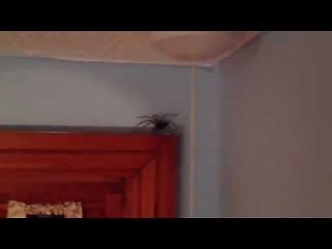 Giant House Spider in UK Home