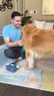 Can my dog really understand English?