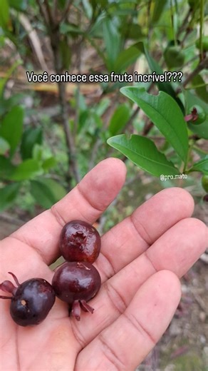Pro Mato on Instagram: "Para quem não conhece essa maravilha é a grumixama! Fruta muito boa e que produz facilmente em qualquer lugar. Ótima para cultivar em vaso! Bom dia galera! 😁"