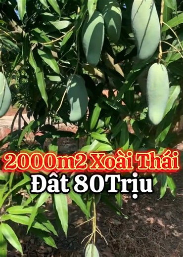 Lh e liền o8.5.3.8.3..5.8.5.6 #bds #trending #viral #bdsdongnai #xuhuong