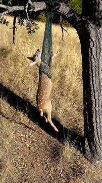 Deer Stuck and Saved — Real Wildlife Rescue Footage!