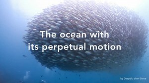 30 reactions | The ocean: so serene and yet so furious with perpetual motion. Why not capture all this zipping, bobbing, swinging and rocking on camera and submit your creation to the #MotionoftheOcean Video Contest? Every week, the best video will receive a COSMIQ+ Dive Computer! Click for detail: https://www.deepblu.com/events/2017APR_VideoContest/ | Deepblu | Facebook