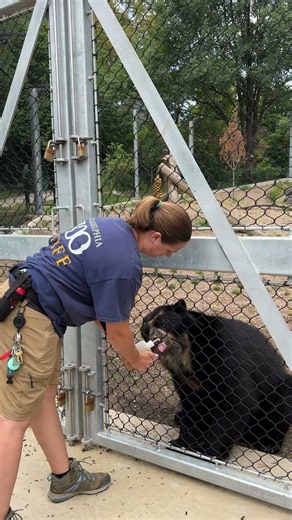 Training Session with Andean Bear, Turbo!