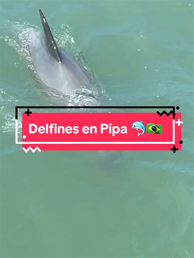 Pipa es hermoso 🐬🇧🇷#baíadosgolfinhos #pipabeach #delfines #turismo #vacaciones #pipa #turismobrasil #praiasdobrasil #praiadapipa #piparn