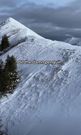 #penguin #motavation #motavating #fyp #goviral