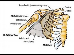 Anatomy of the Axilla Armpit and its importance