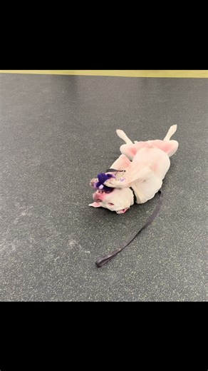 We love this goofy boy — almost as much as he loves toys! Tauro is around 6 years old and is currently waiting for his forever home at the Nebraska Humane Society💜 #shelterdog #dogsoftiktok #adopt #animalshelter #dogs