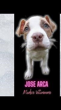 🛑Como Desparasitar un Cachorro de (1) Mes Tu mismo en Tu Casa ⏮