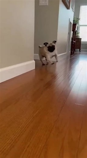 Pug does tricks. #pet #dog #cuteanimals #funnypets #puppy