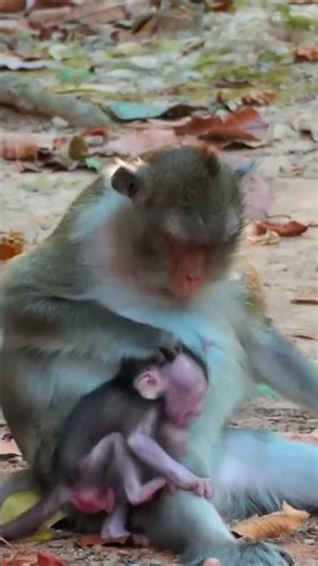 Monkey species: The baby monkey annoyed its mother, so it got a beating.