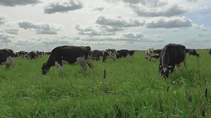 Cows grazing in a paddock on a windy day - Free Stock Video