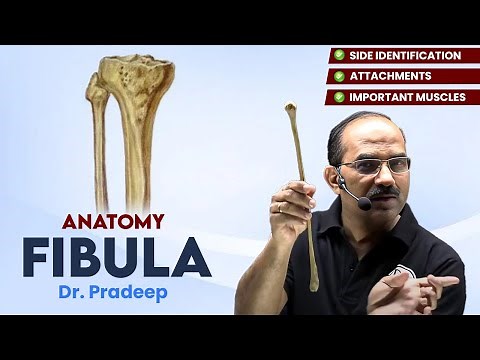 Fibula | Anatomy | Hard Parts Made Easy with Dr. Pradeep Pawar | PW MedEd