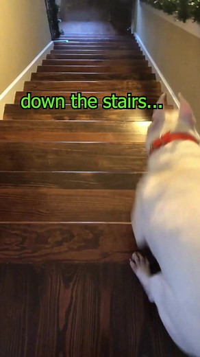 Different Dogs Going Down Stairs Compilation