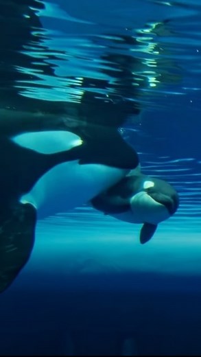 Anti Orca Captivity 🐬 on Instagram: "The first captive orca to be born in Russia died. On December 29th, 2023, Naja, an approximately 11-year-old orca, gave birth to a female calf after being isolated from her species for over 6 months. Tragically, on January 26th, 2024, she was again subjected to solitude after her daughter passed. • According to Moskvarium, the calf perished of an undetected congenital heart defect. The veterinary team did not diagnose the calf earlier on as they were physica